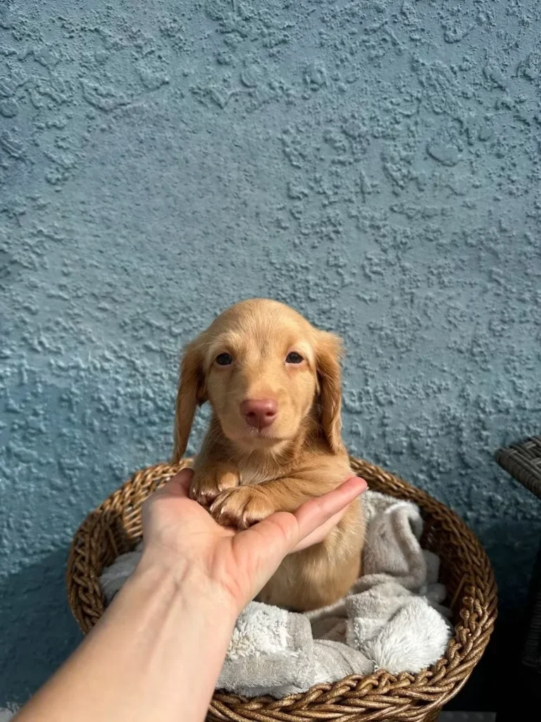 Daisy