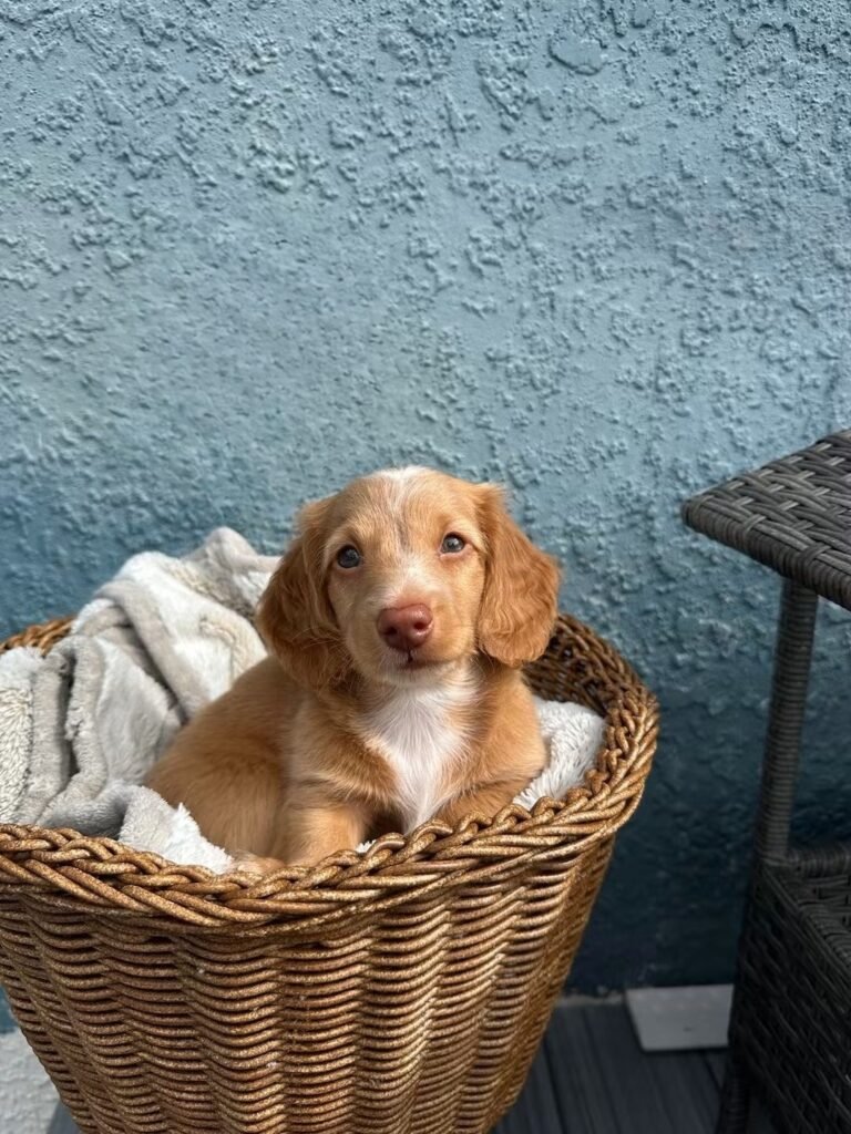 Ollie