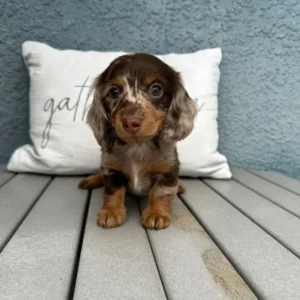 Penny