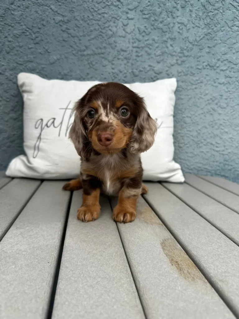Penny