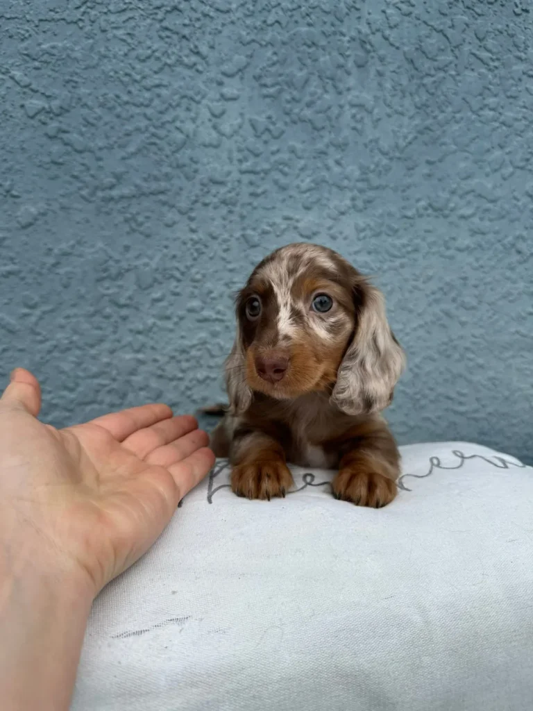 Rocco