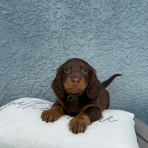 Winston