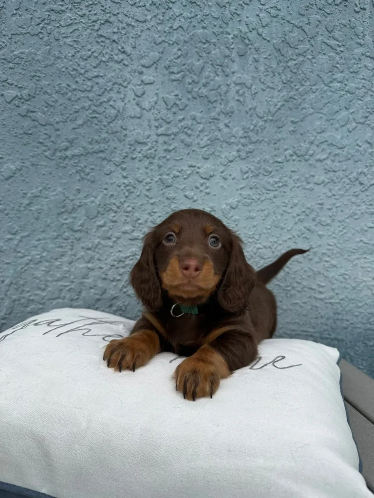 Winston